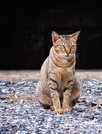 Portrait of tabby cat sitting outdoors