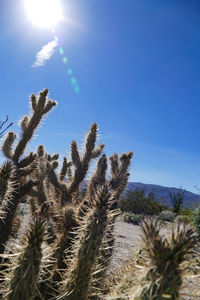 Low angle view of flower trees against blue sky