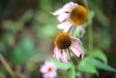 Close-up of coneflowers blooming outdoors