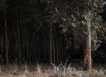 Trees growing on field at night
