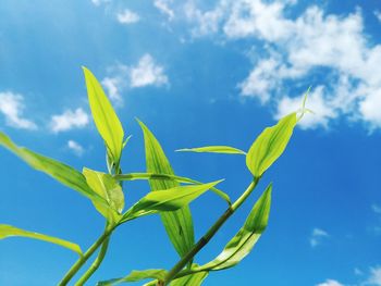 Low angle view of plant against blue sky