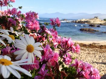 Close-up of pink flowering plant in sea
