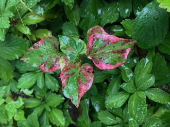 Close-up of wet plant leaves during rainy season