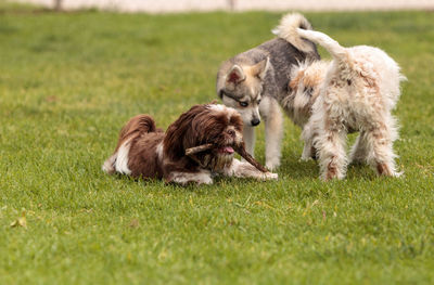 Dogs on grassy field