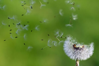 Close-up of dandelion on plant