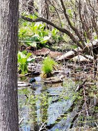 Plants and trees by lake in forest