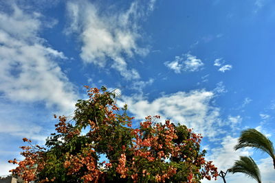 Low angle view of flowering plants against sky