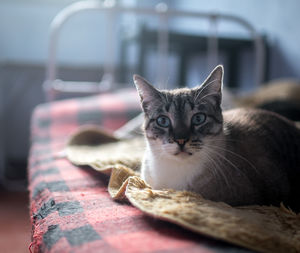Close-up portrait of a cat