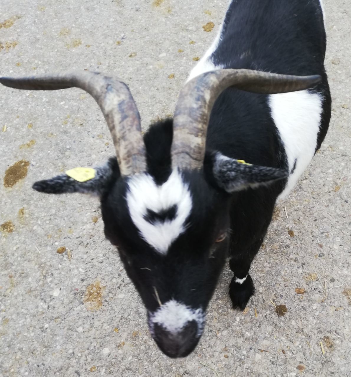 animal, animal themes, one animal, mammal, high angle view, domestic animals, horn, pet, no people, black, day, animal wildlife, nature, outdoors, land