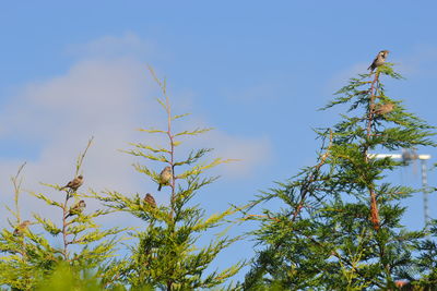 Low angle view of trees against blue sky