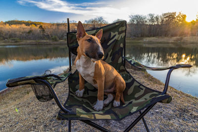 Dog sitting on chair by lake against sky