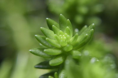 Close-up of wet plant