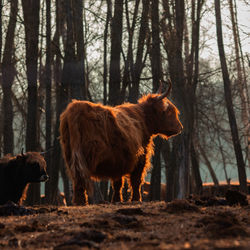 Graceful wanderer. majestic brown wild cow grazing in the early spring field