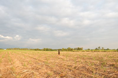 Scenic view of agricultural field against sky