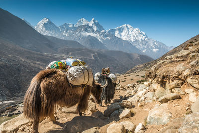 Mammals carrying luggage while walking against mountains during winter