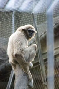 Close-up of monkey sitting outdoors