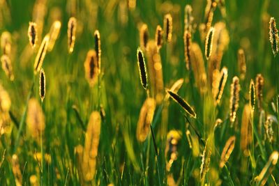 Close-up of crops on field