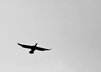 Low angle view of birds flying in sky