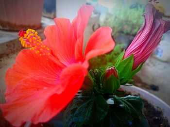 Close-up of red flowers