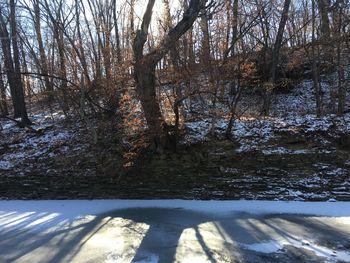 Trees in forest during winter