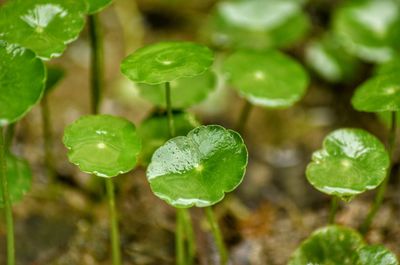 Close-up of water drops on plant