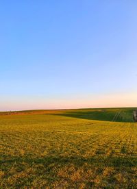Scenic view of field against clear blue sky