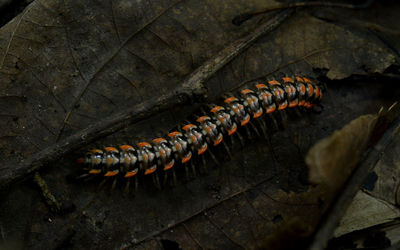 Close-up of insect on leaf