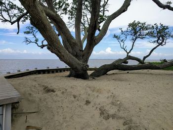 Scenic view of tree by sea against sky