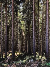 Trees in forest
