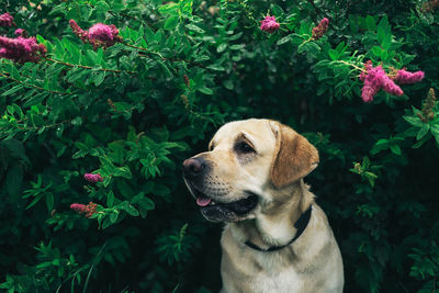 Close-up of a dog looking away