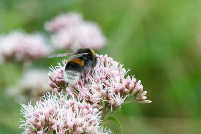 Close-up of bee pollinating on purple flower