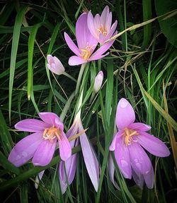 Close-up of crocus blooming outdoors