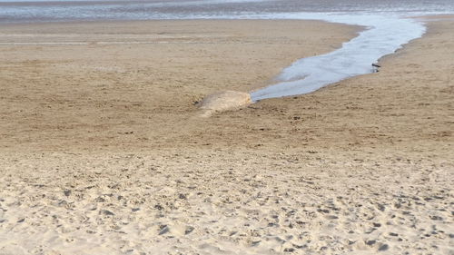 Scenic view of sandy beach