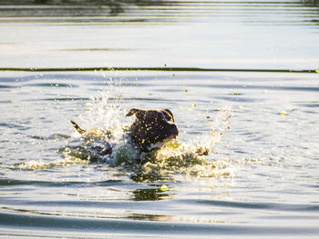 View of duck swimming in lake