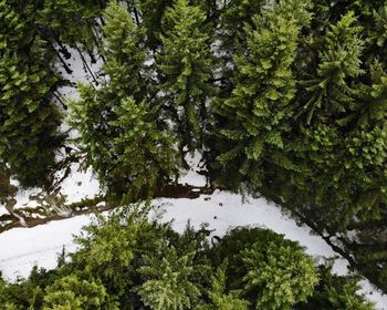 Trees against sky during winter