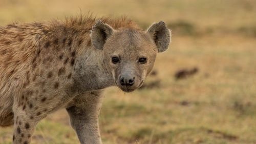 African black spotted hyena