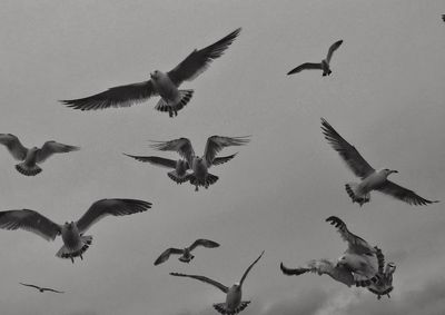 Low angle view of seagulls flying