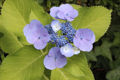 Close-up of purple flowering plant