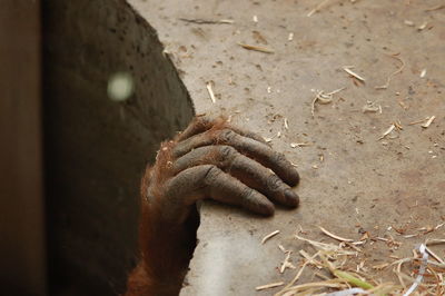 Cropped hand of orangutan on wall