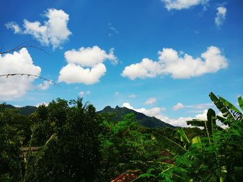 Low angle view of trees against sky