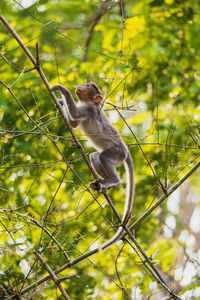 Close-up of monkey