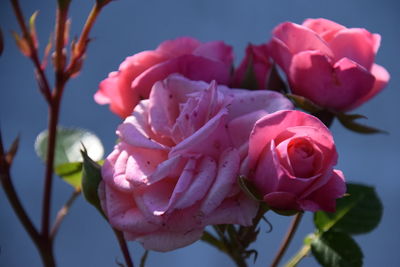 Close-up of pink roses