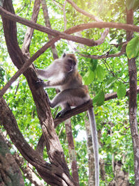 Low angle view of monkey on tree