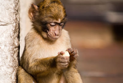 View of contemplative monkey