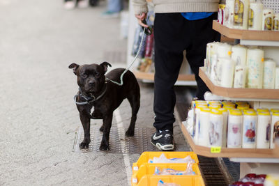 Low section of man standing by dog