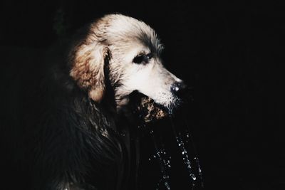animal themes