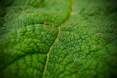 Close-up of green leaves