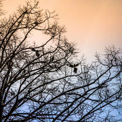 Low angle view of bird perching on tree