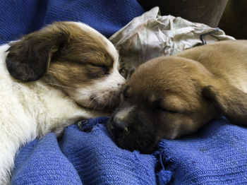 Close-up of a dog sleeping