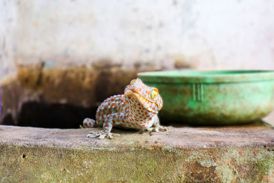 Close-up of lizard on retaining wall